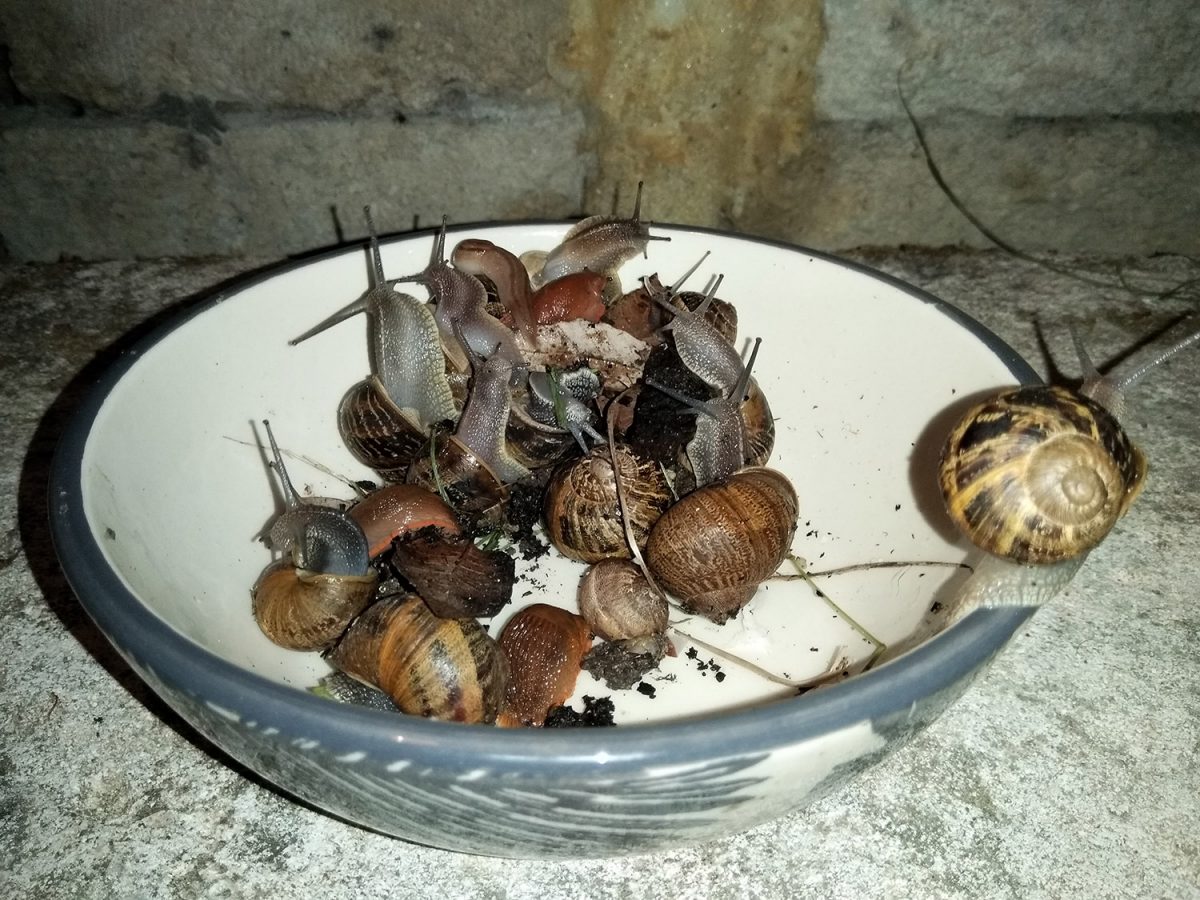 Schnecken auf natürlicher Art vom Permakultur-Garten fern halten